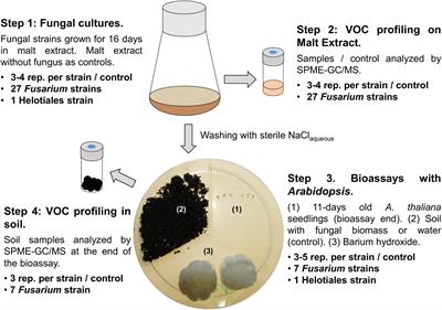 Fungi Indirectly Affect Plant Root Architecture by Modulating Soil Volatile Organic Compounds